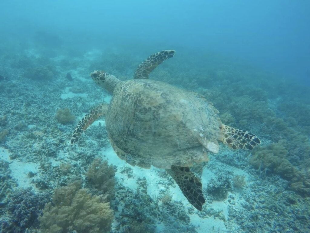 Liburan Gili Trawangan