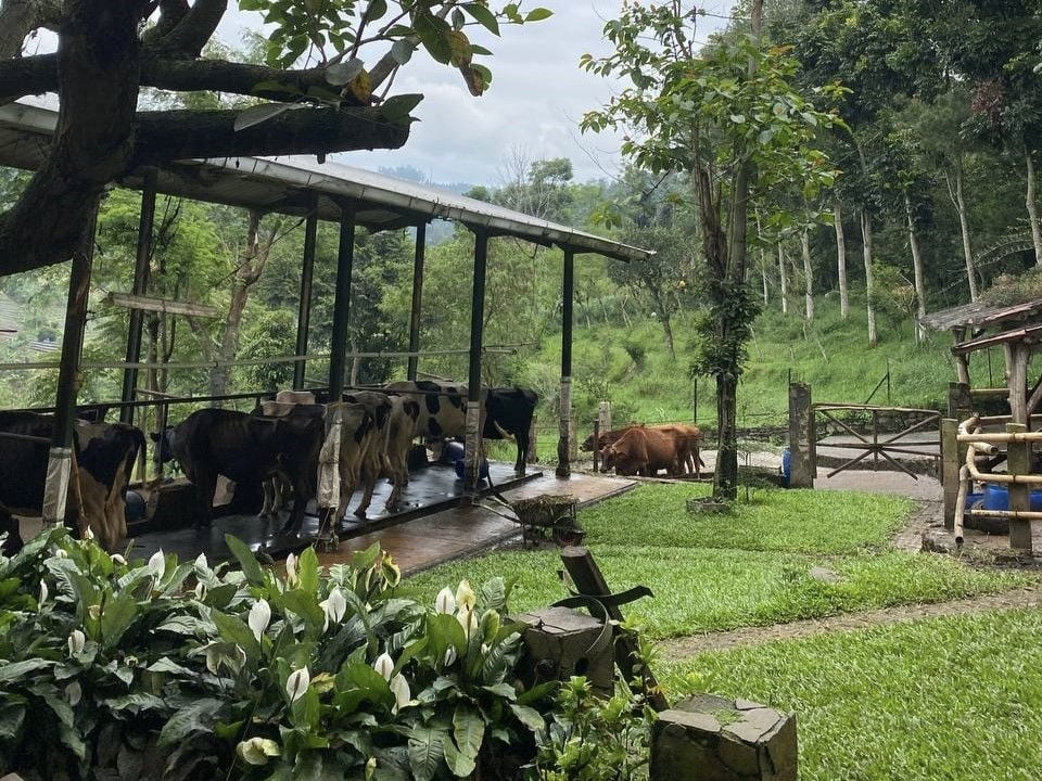 Dago Dairy